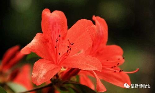 关于杜鹃花的资料,春日里的艳丽使者与悠久文化