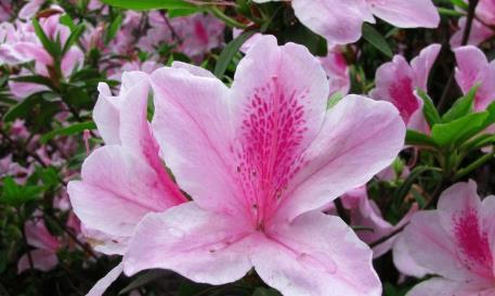 关于杜鹃花的资料,春日里的艳丽使者与悠久文化  第2张