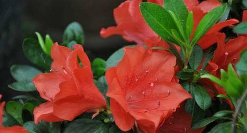 关于杜鹃花的资料,春日里的艳丽使者与悠久文化  第3张